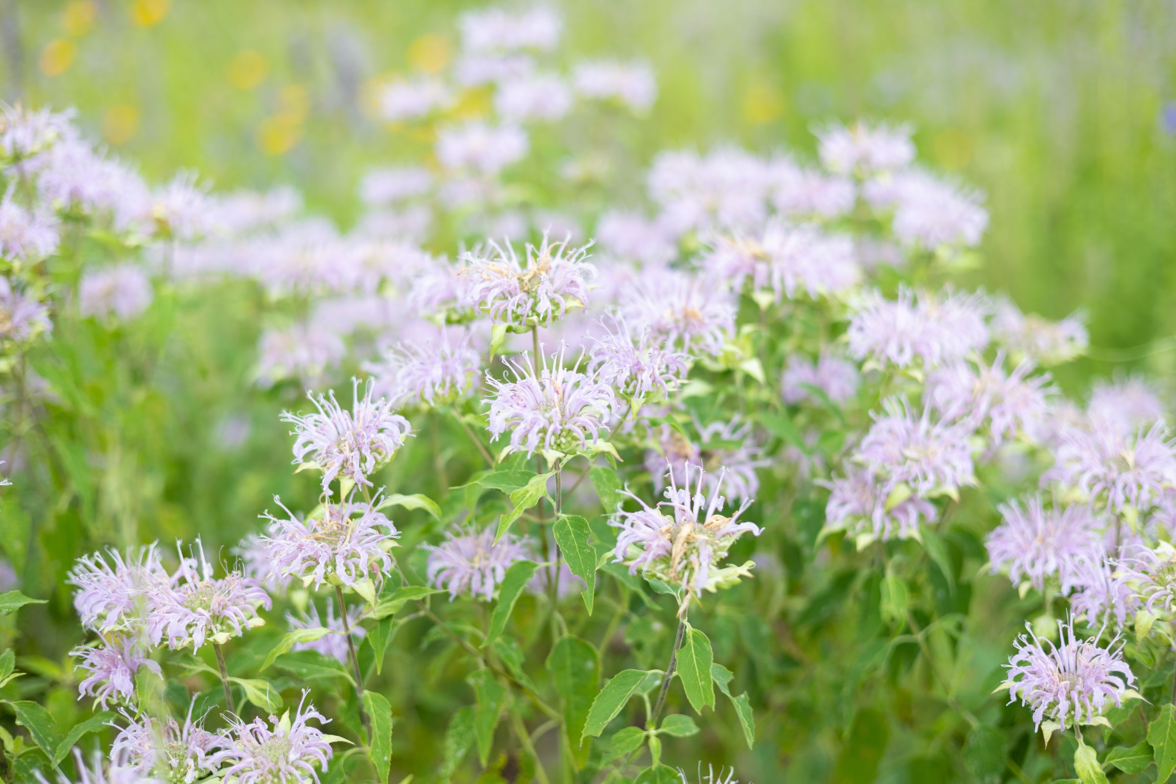 close up of feathery like flowers